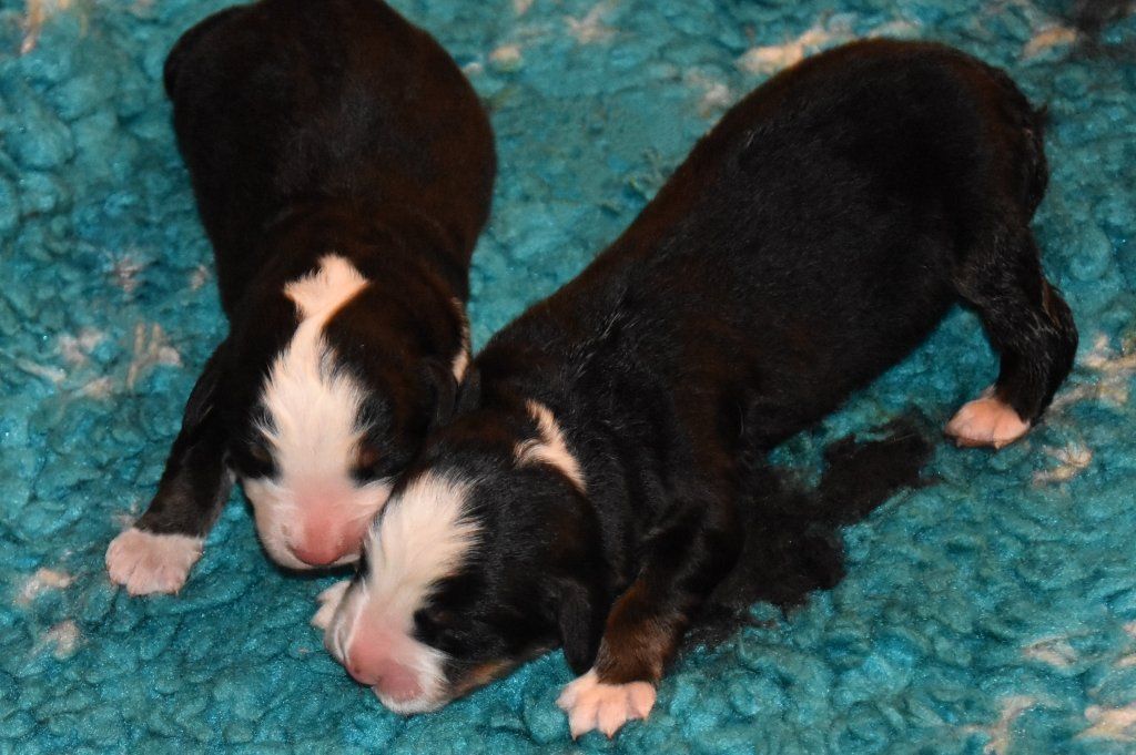 Papa Django vom Schwandedörfli