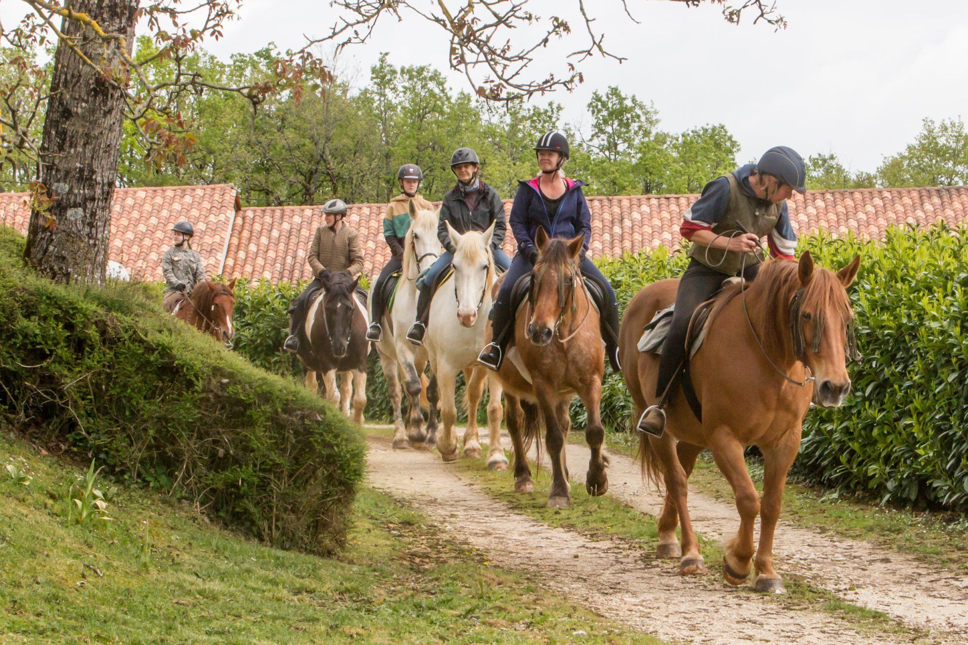Ballade de chevaux vue de devant