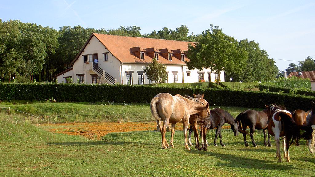 Chevaux à proximité du gîte