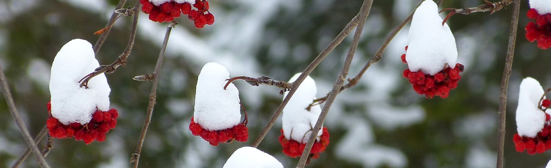 Alba-Albana Apartments