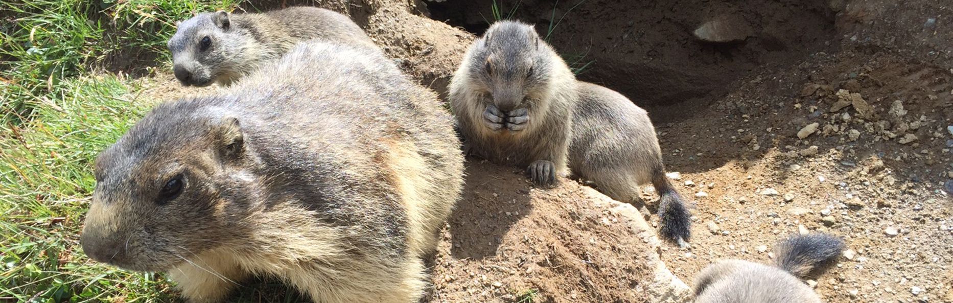 Alba-Albana Apartments