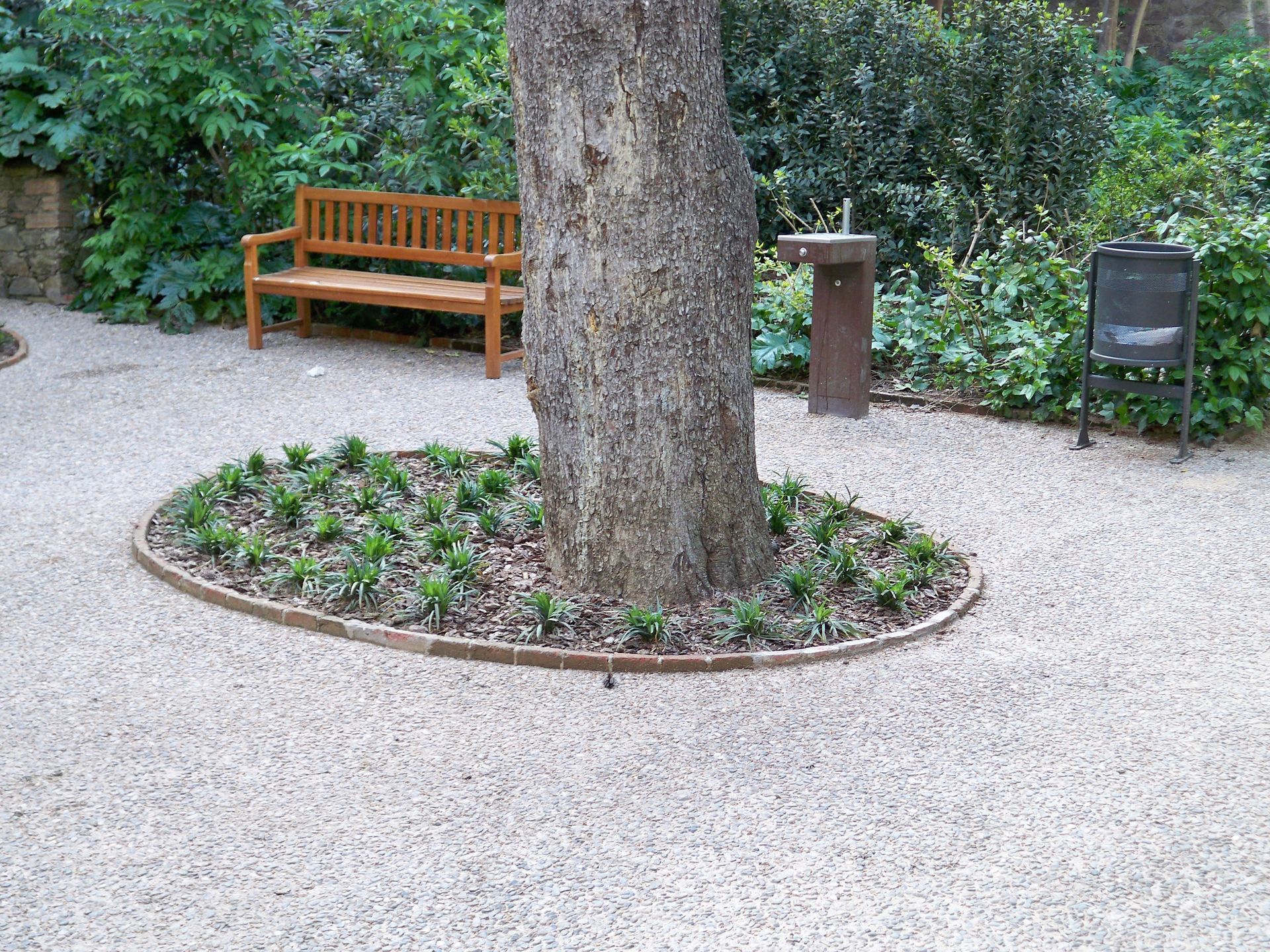 Árbol en camino de grava con un banco, plantas y un bote de basura.