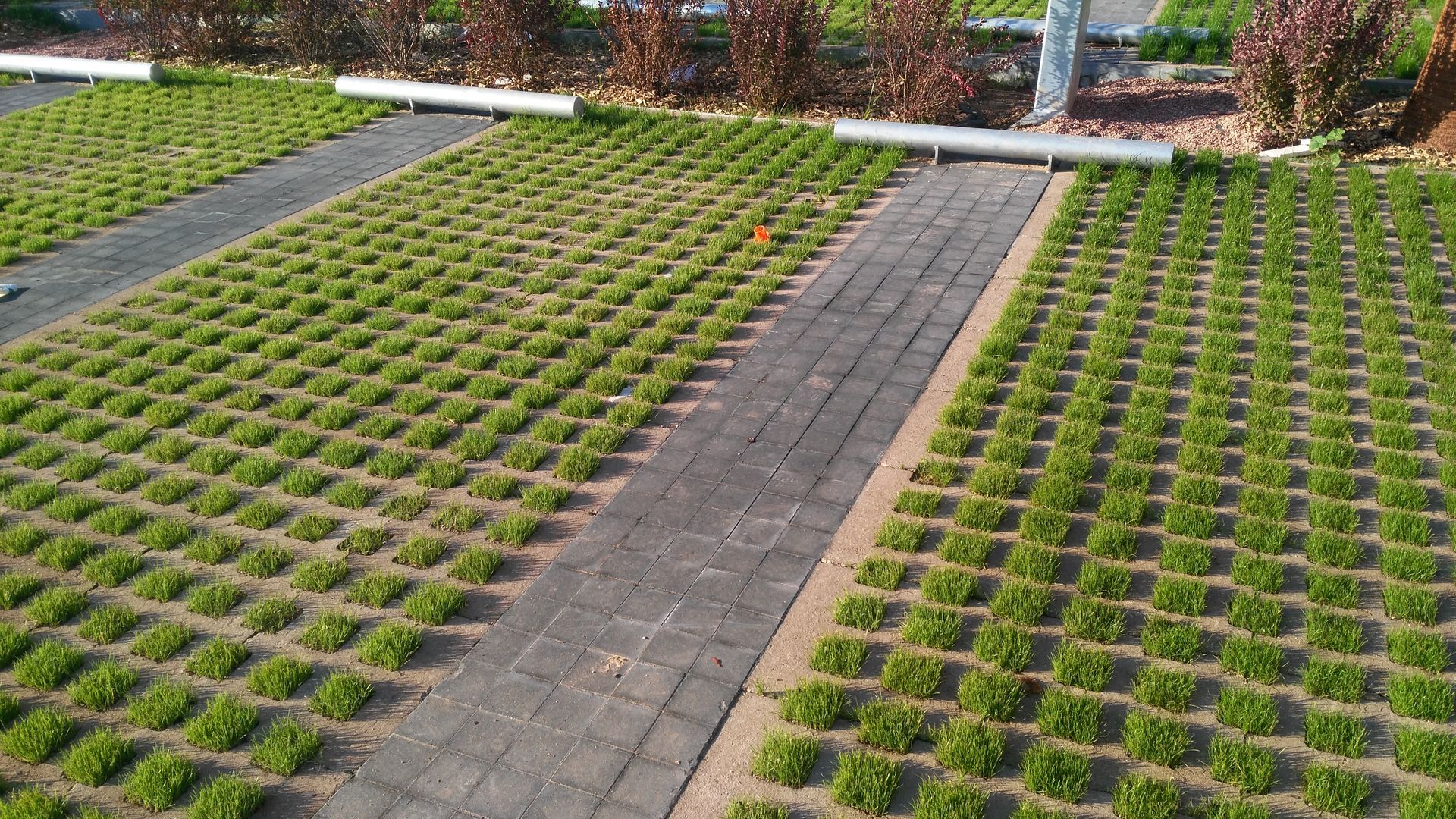 Césped verde creciendo entre bloques de pavimento grises en una zona de estacionamiento.