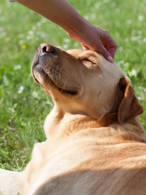 Un chien blanc assis dans un champ avec de l'herbe, faisant un high five à une main levée au coucher du soleil