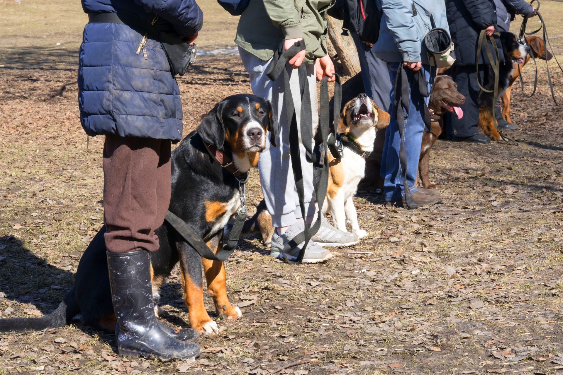 Des personnes avec plusieurs chiens en laisse, debout sur un chemin de terre en plein air