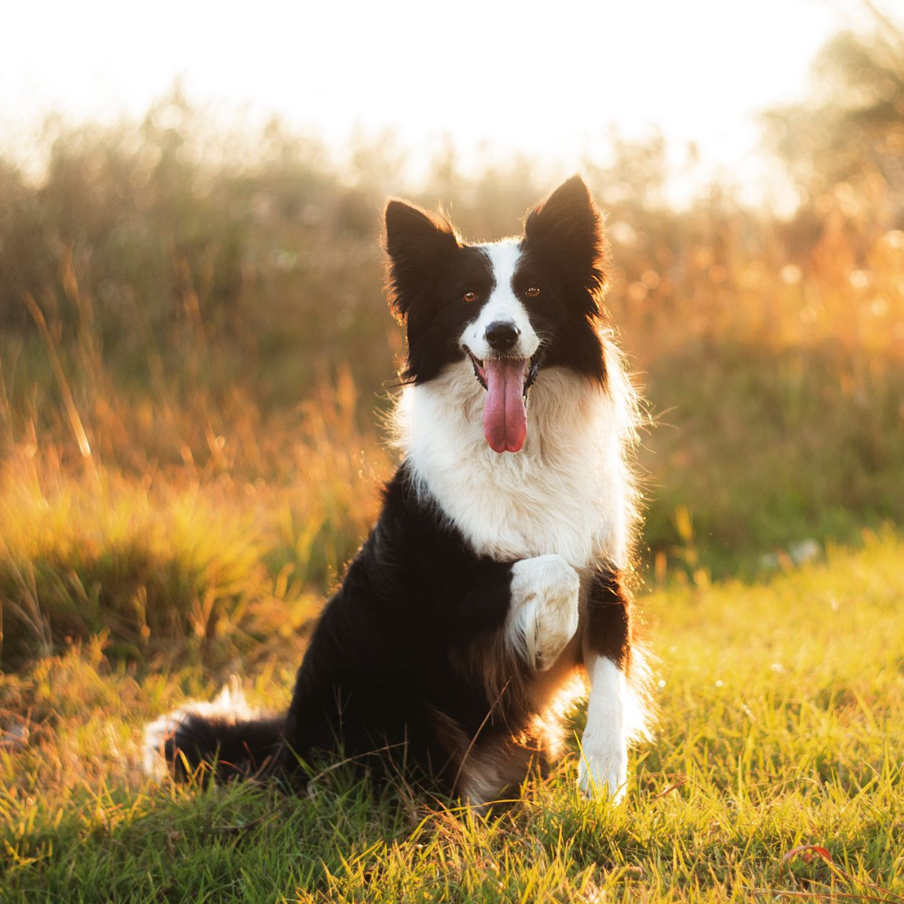 Chien noir et blanc assis dans l’herbe ensoleillée, la langue pendante