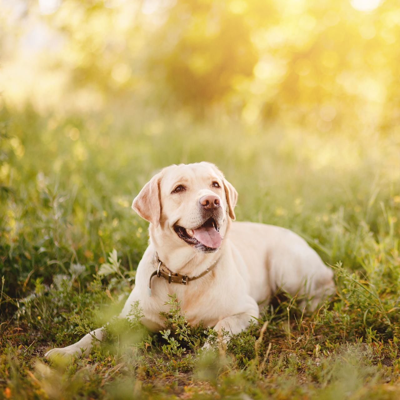 Labrador jaune allongé dans l’herbe ensoleillée, sur fond doré flou, l’air attentif et heureux.