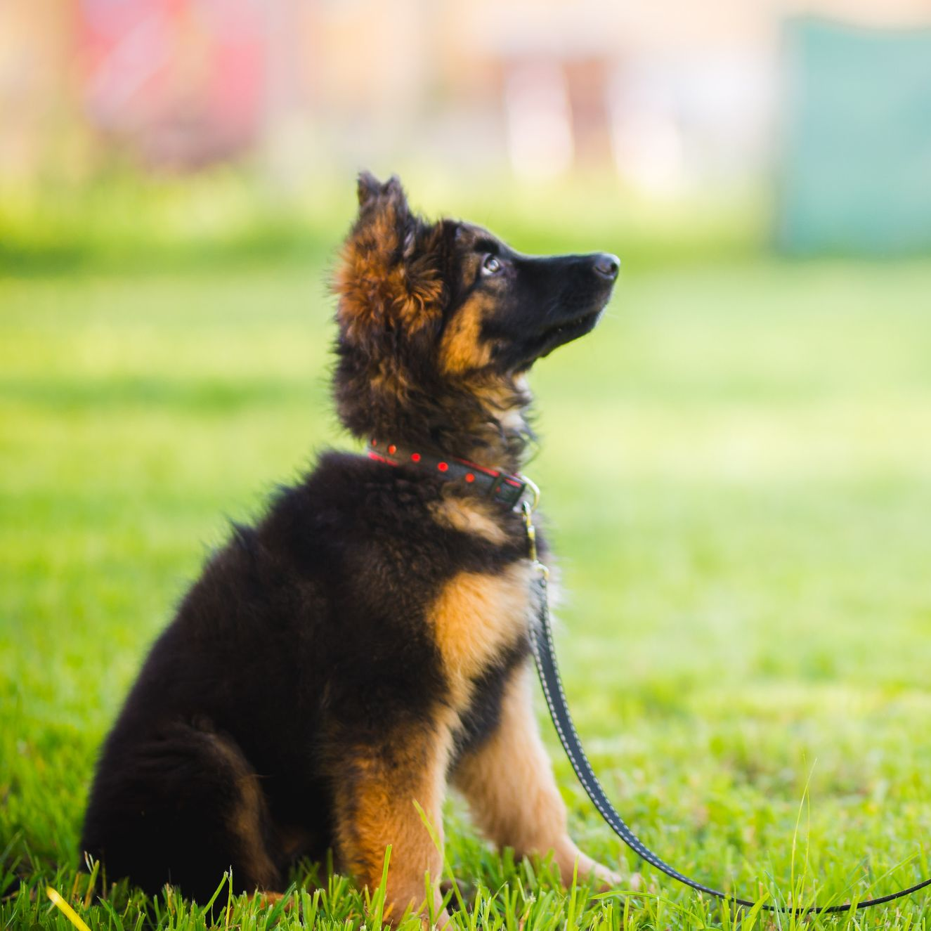 Chiot berger allemand assis dans l’herbe, portant un collier rouge et levant les yeux, avec une laisse à côté de lui