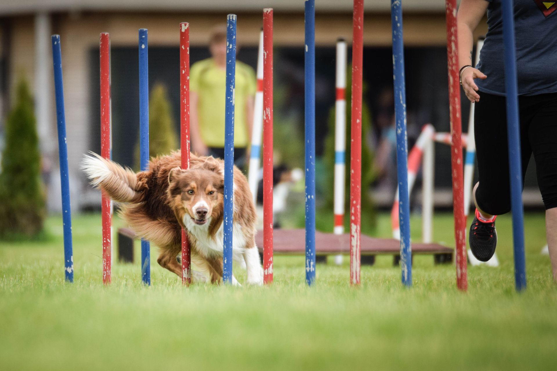 Un chien zigzaguant entre des piquets d’agilité sur un parcours gazonné