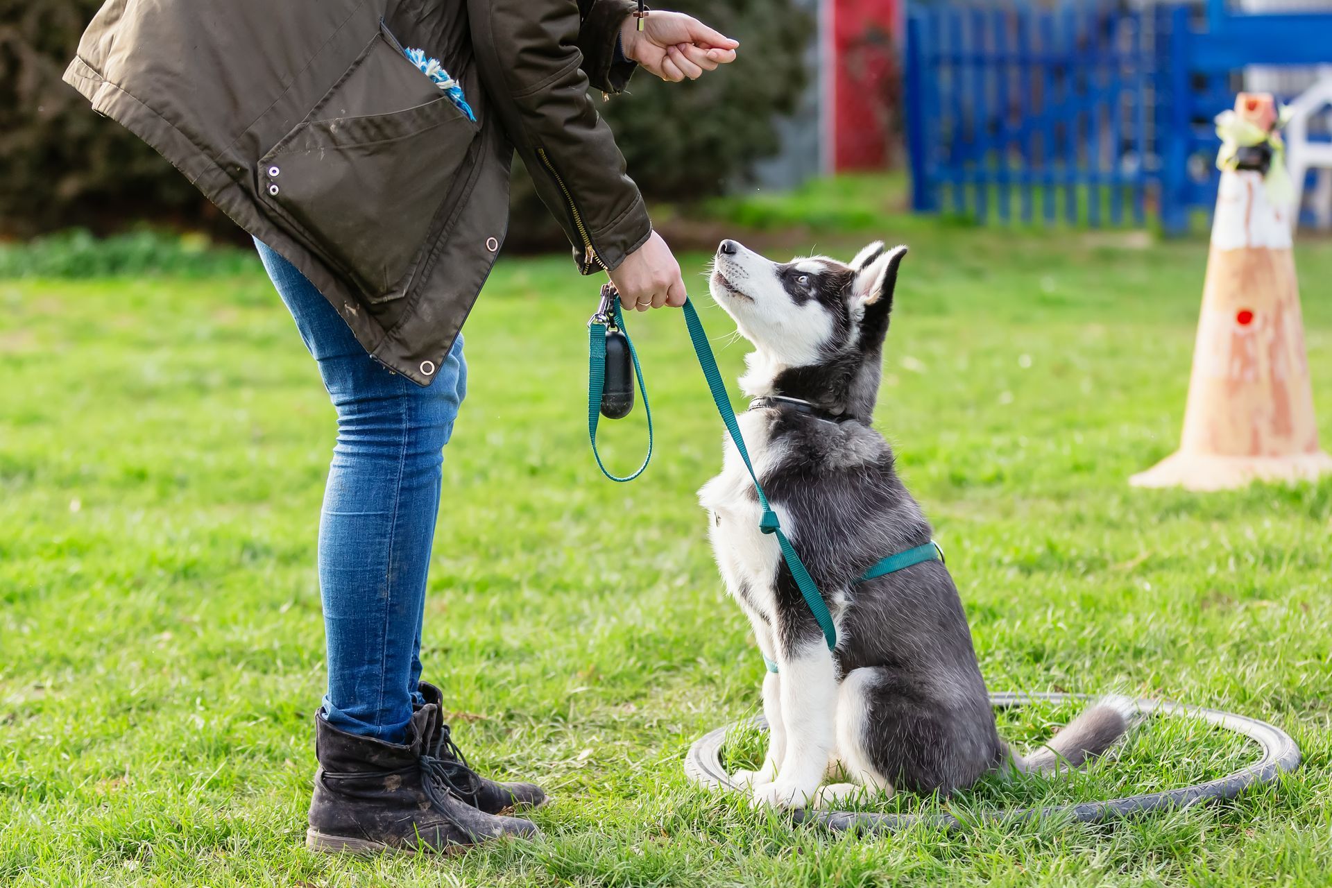 Personne apprenant à un chien noir et blanc à s’asseoir dans un champ, une laisse et une friandise à la main