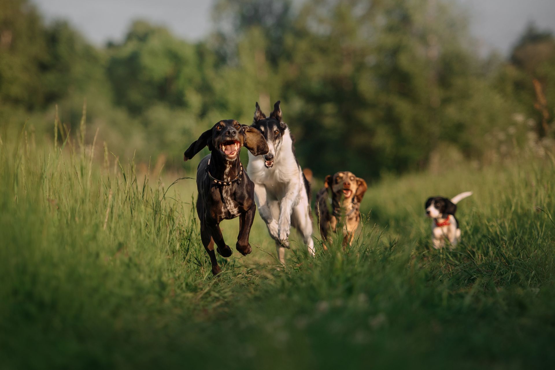 Quatre chiens courent dans les hautes herbes d’un champ, avec des arbres flous en arrière-plan.