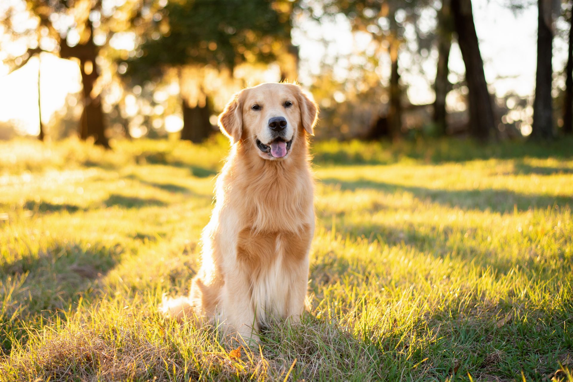 Un golden retriever assis dans l’herbe ensoleillée, avec des arbres en arrière-plan