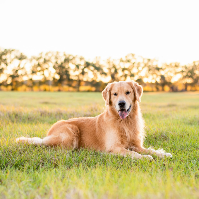Golden retriever allongé dans l’herbe ensoleillée, avec des arbres flous en arrière-plan