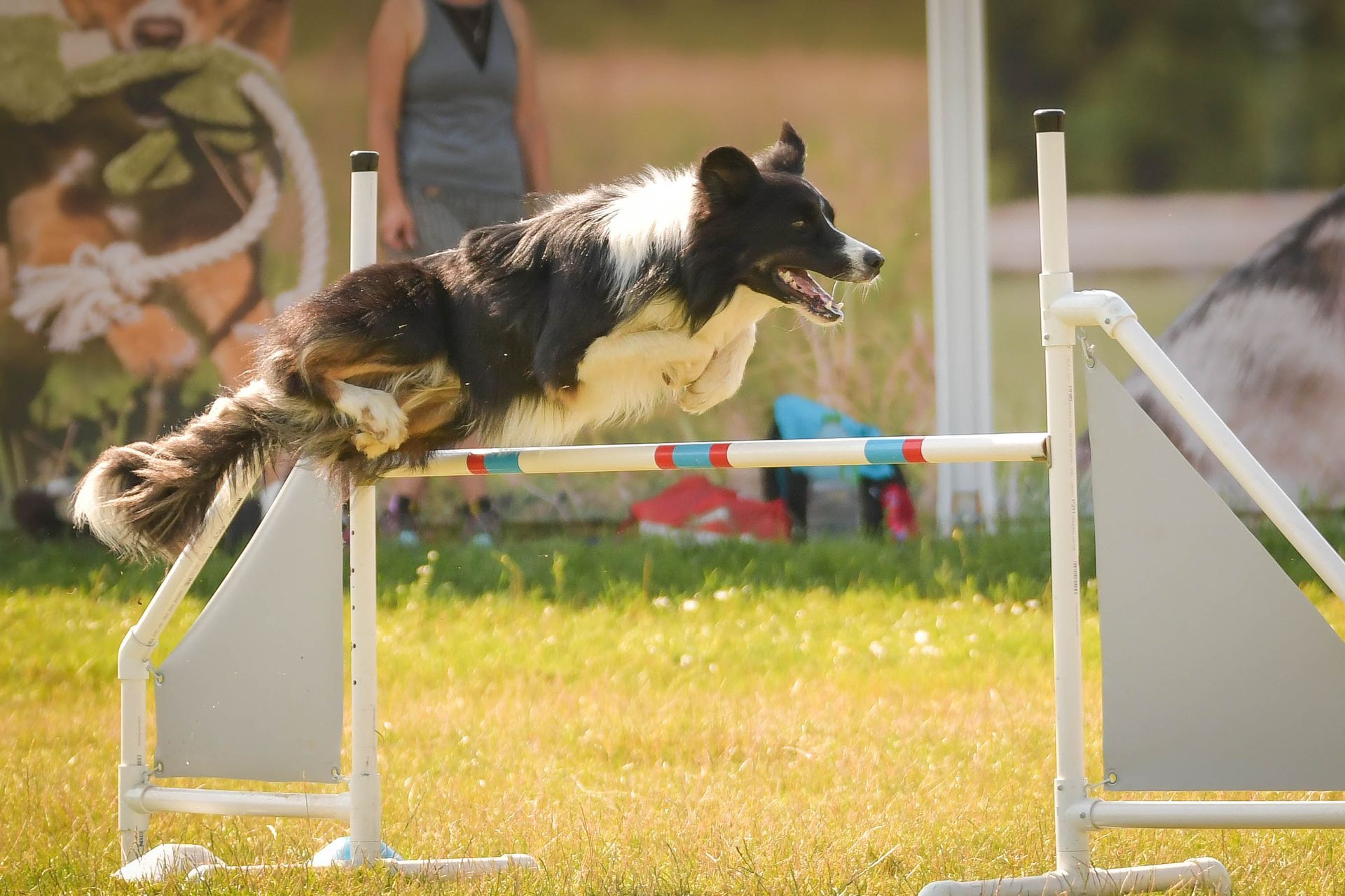 Un border collie franchit un obstacle d’agilité sur un parcours avec de l'herbe