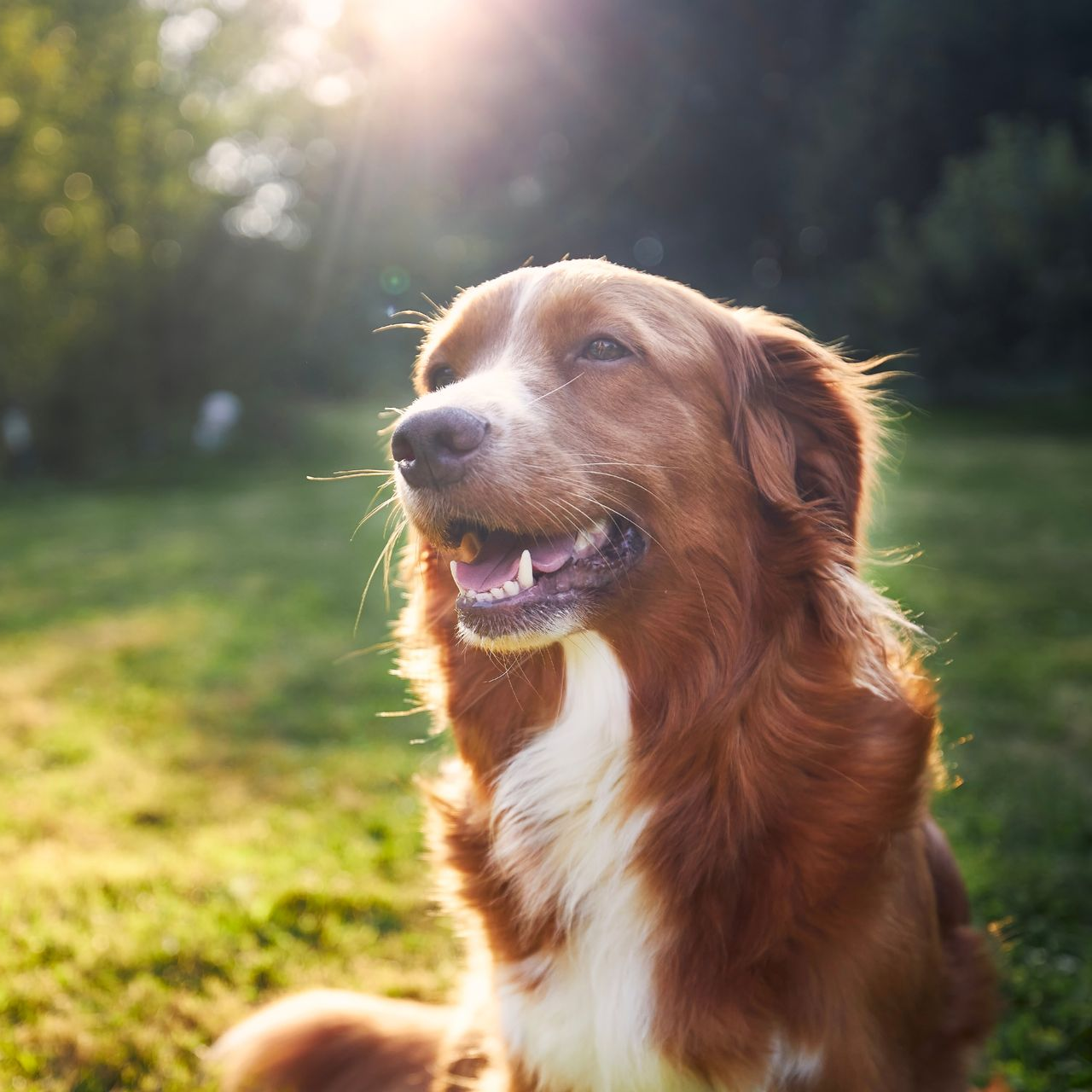 Chien brun et blanc assis dans l'herbe dans un parc ensoleillé, l’air heureux, la gueule ouverte