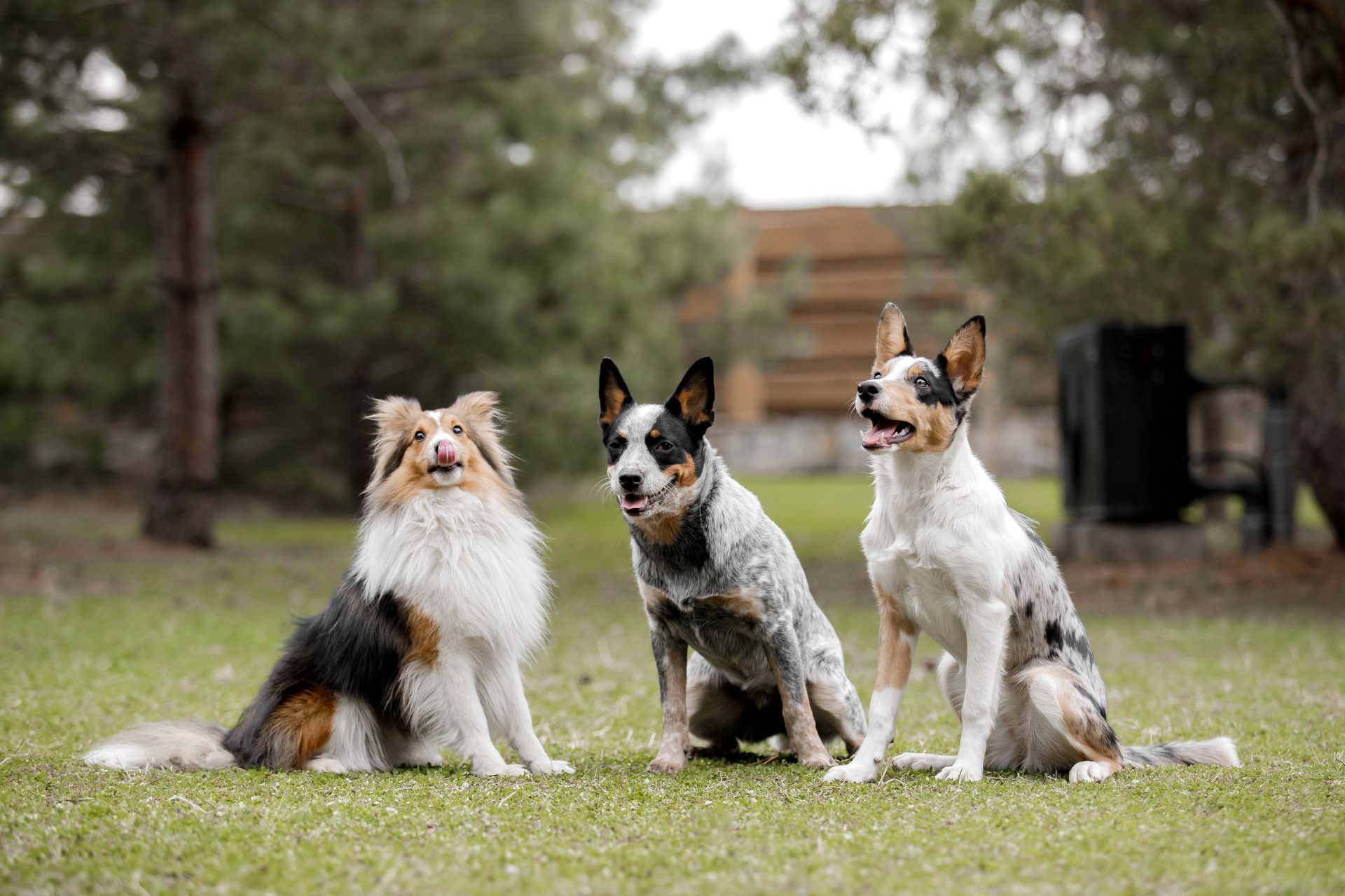 Trois chiens assis dans l’herbe d’un parc, dont un chien tricolore tout fluffy et deux petits chiens tachetés.