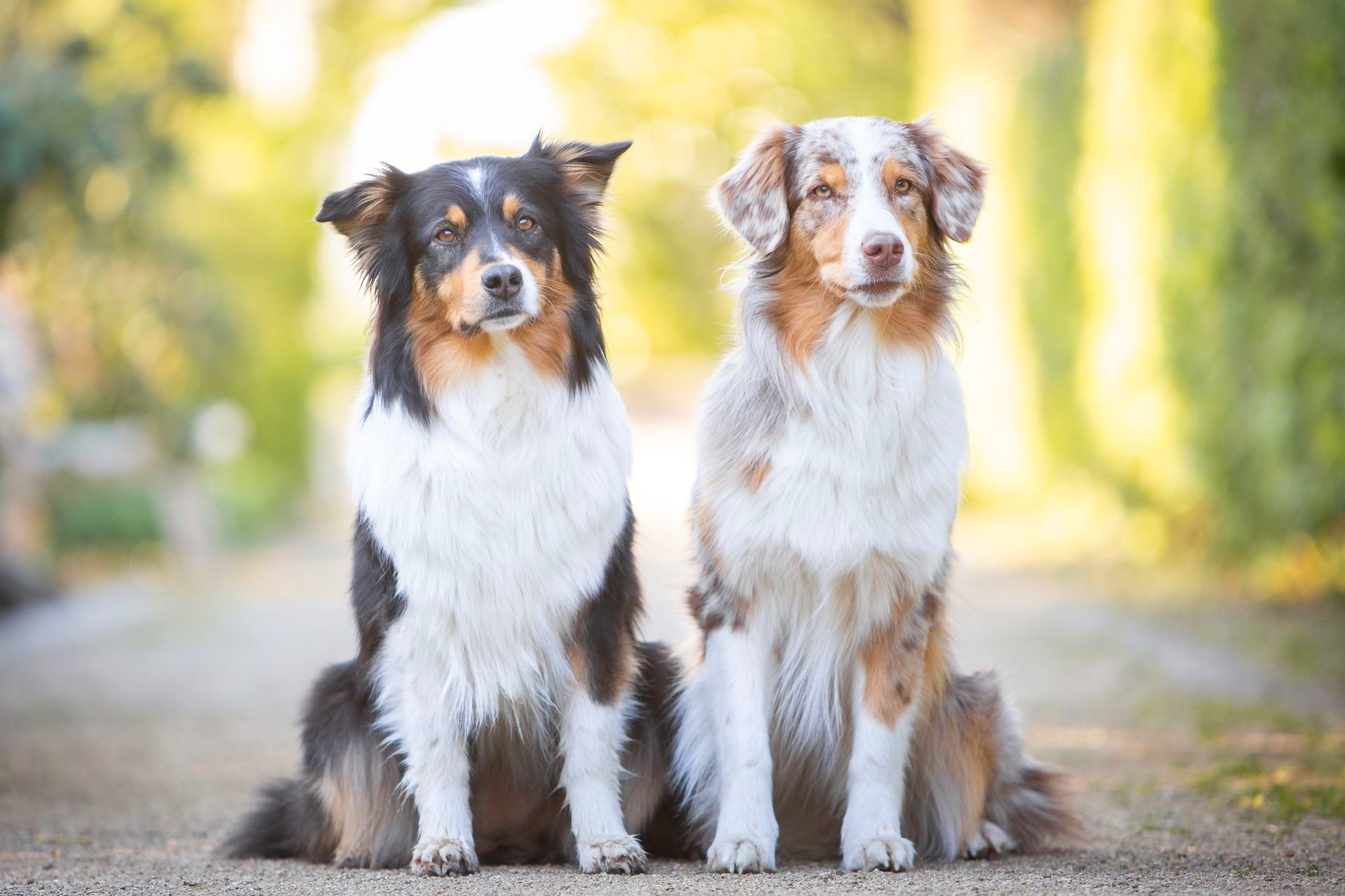 Deux petits chiens tricolores assis sur un chemin en extérieur, face à l’appareil photo.