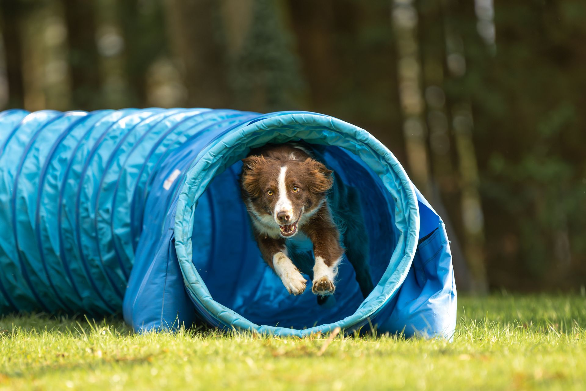 Chien brun et blanc courant dans un tunnel d’agilité bleu sur l’herbe