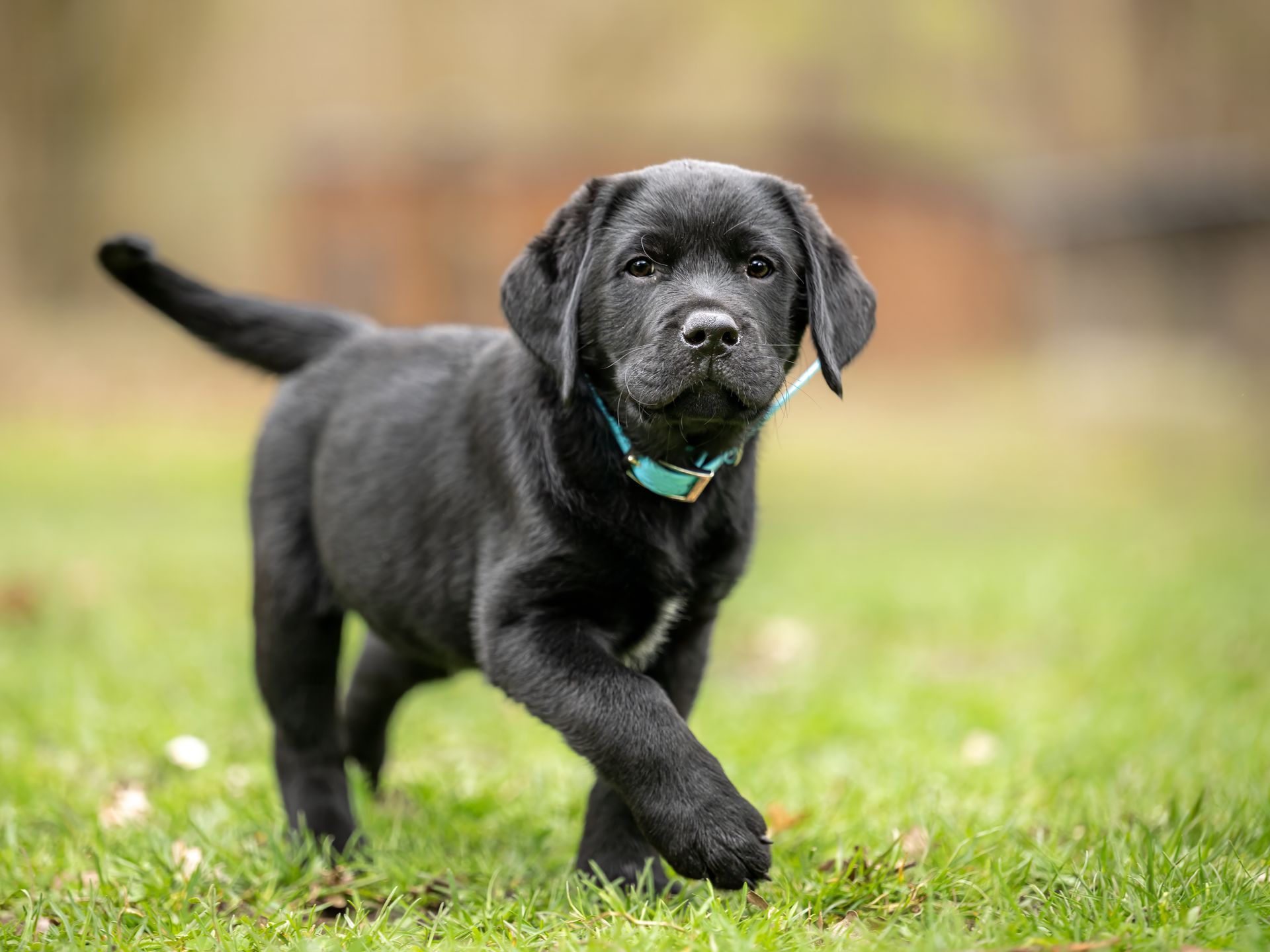 Chiot labrador noir portant un collier bleu sarcelle et marchant sur l’herbe en extérieur