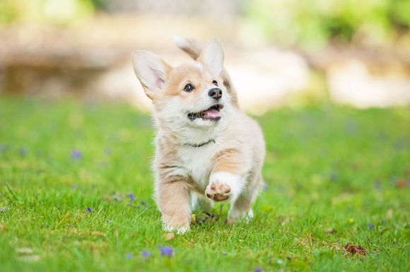 Un petit chiot au pelage tout doux qui court sur l’herbe verte avec un air joyeux