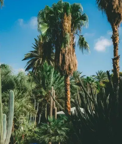 Un exuberante oasis en el desierto con altas palmeras y una densa vegetación verde bajo un cielo azul claro.