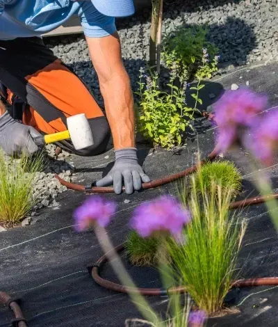 Un jardinero arrodillado planta flores moradas en un parterre cubierto de mantillo, utilizando mangueras de riego por goteo.