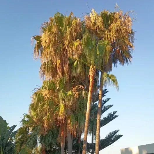 Palmeras altas con frondas verdes y marrones contra un cielo azul despejado.