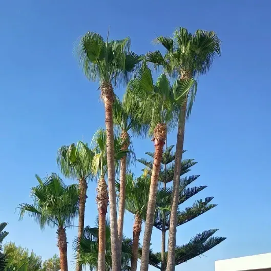 Palmeras altas contra un cielo azul despejado en un entorno soleado al aire libre.