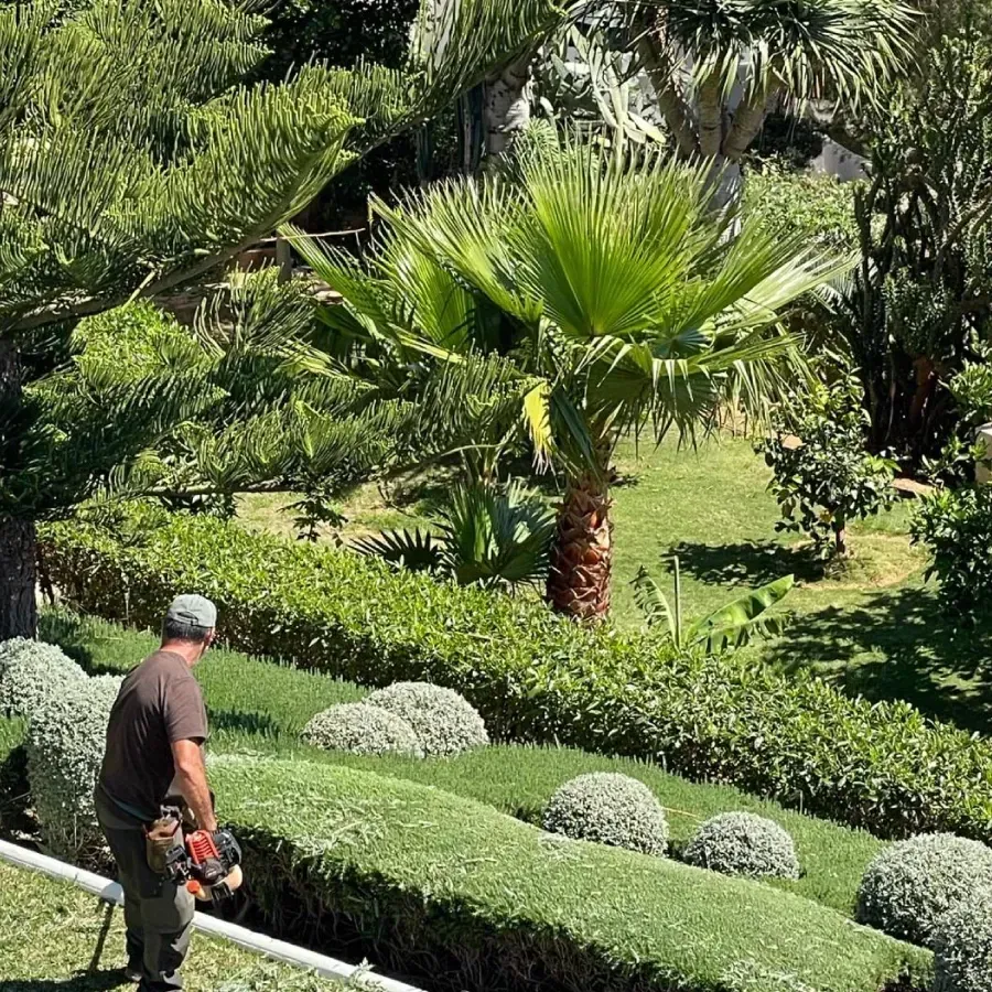 Un jardinero poda setos en un exuberante jardín tropical con palmeras y arbustos bien cuidados.