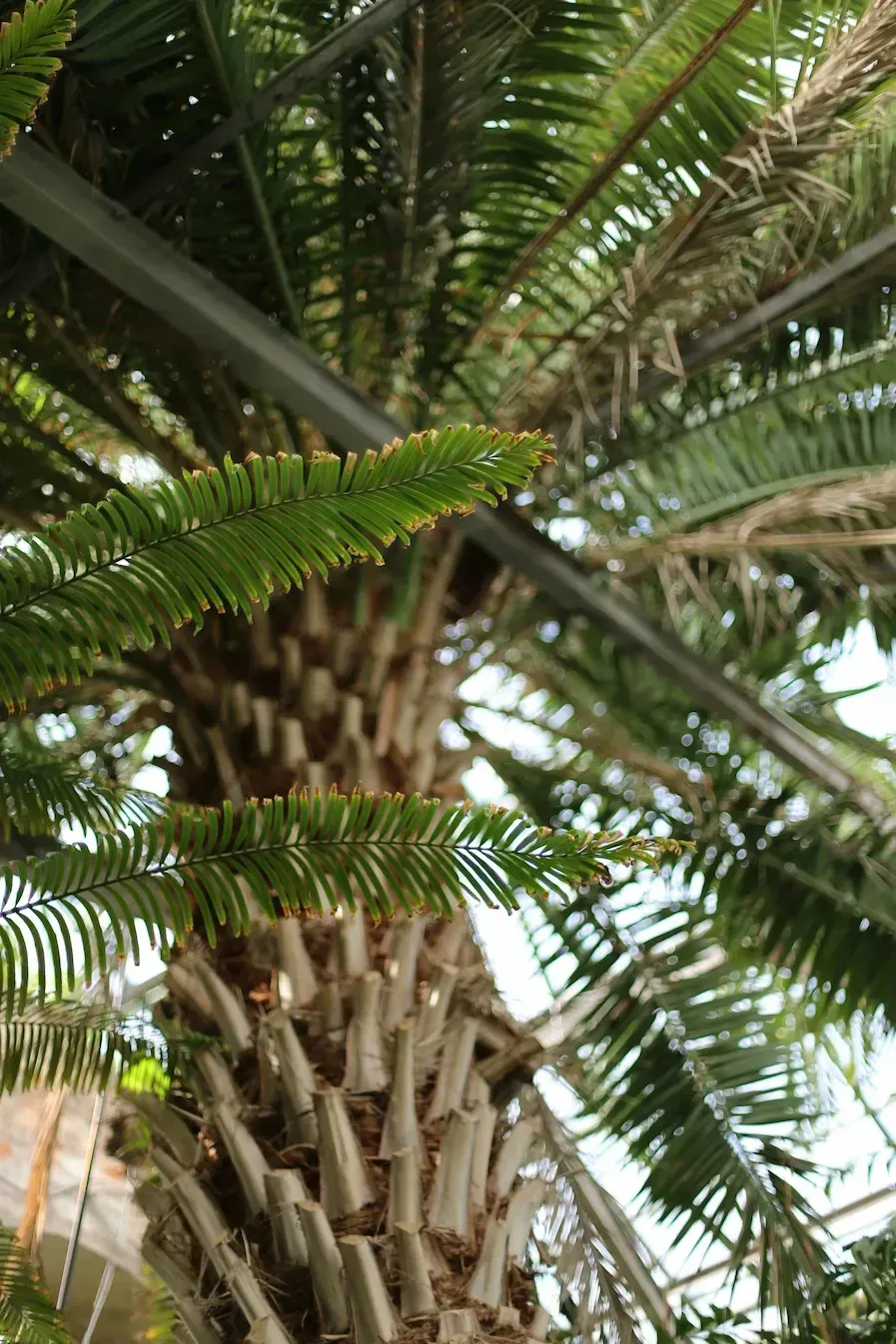 Primer plano del tronco de una palmera alta con densas hojas verdes contra un cielo brillante.