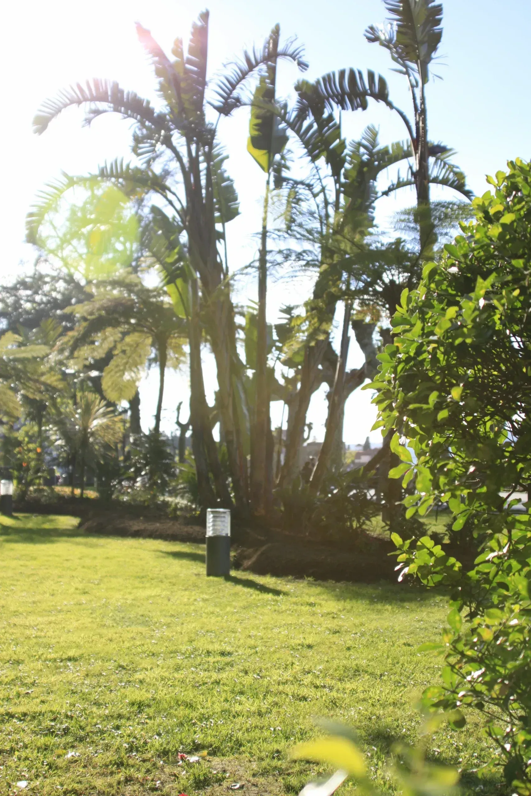 Jardín soleado con un grupo de altas palmeras y césped verde, con un pequeño cartel en primer plano.