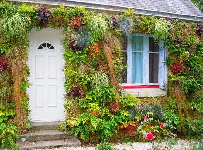 Mur végétalisé sur une facade de maison