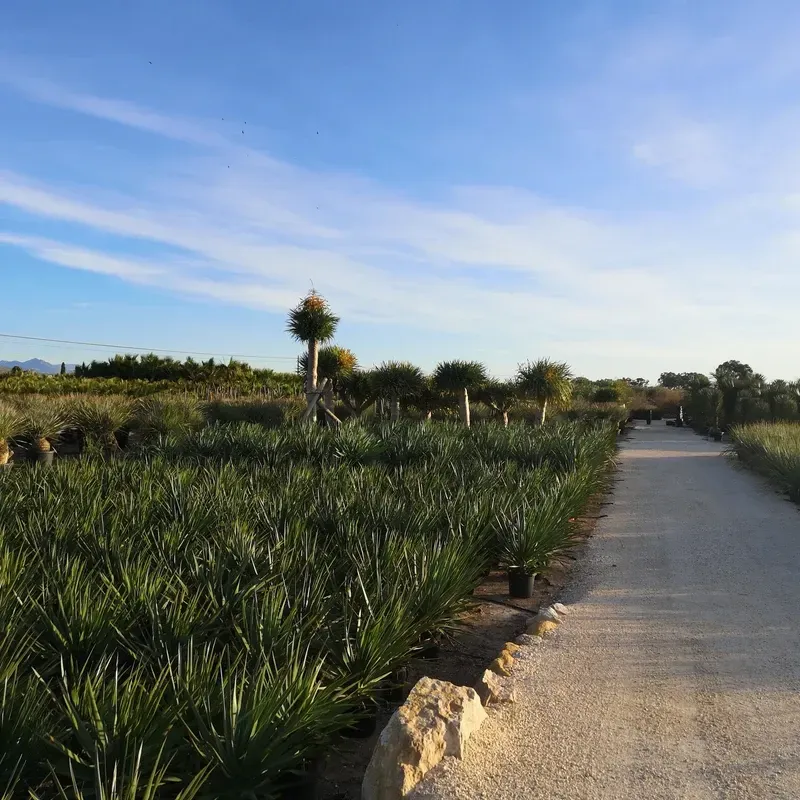 Palmen wachsen in einem mediterranen Umfeld