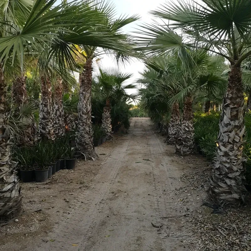 Palmenallee
