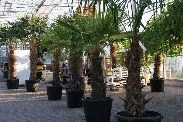 Pflanzenoutlet