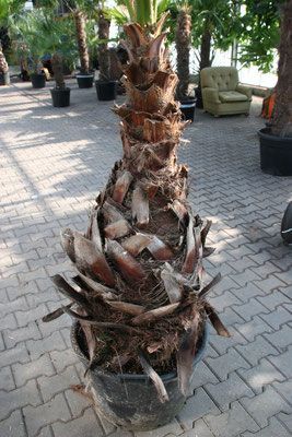Palmenwurzel