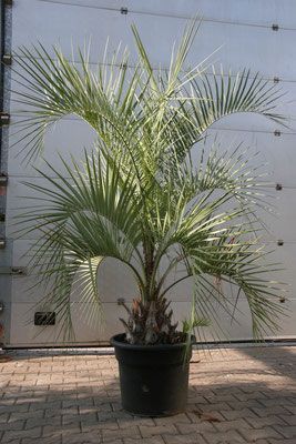 Kleine Palme