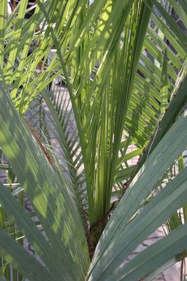 Palme Nahansicht