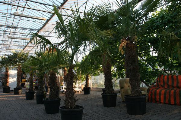 Pflanzenoutlet