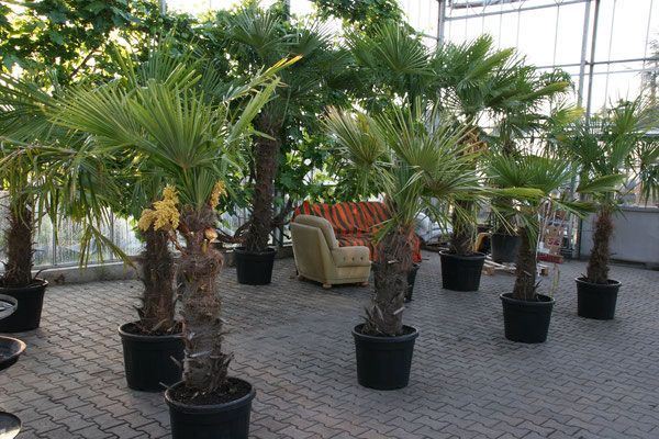 Pflanzenoutlet
