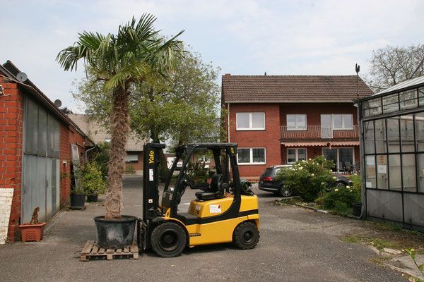 Bagger bewegt eine Palme