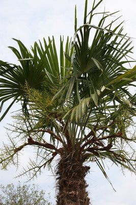 Krone einer Palme