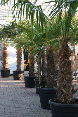 Pflanzenoutlet