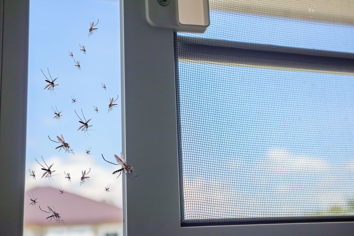 eine Gruppe von Mücken , die aus einem Fenster fliegen - Insektenschutz - eingebaut von BAUSON GmbH aus Gräfenhainichen