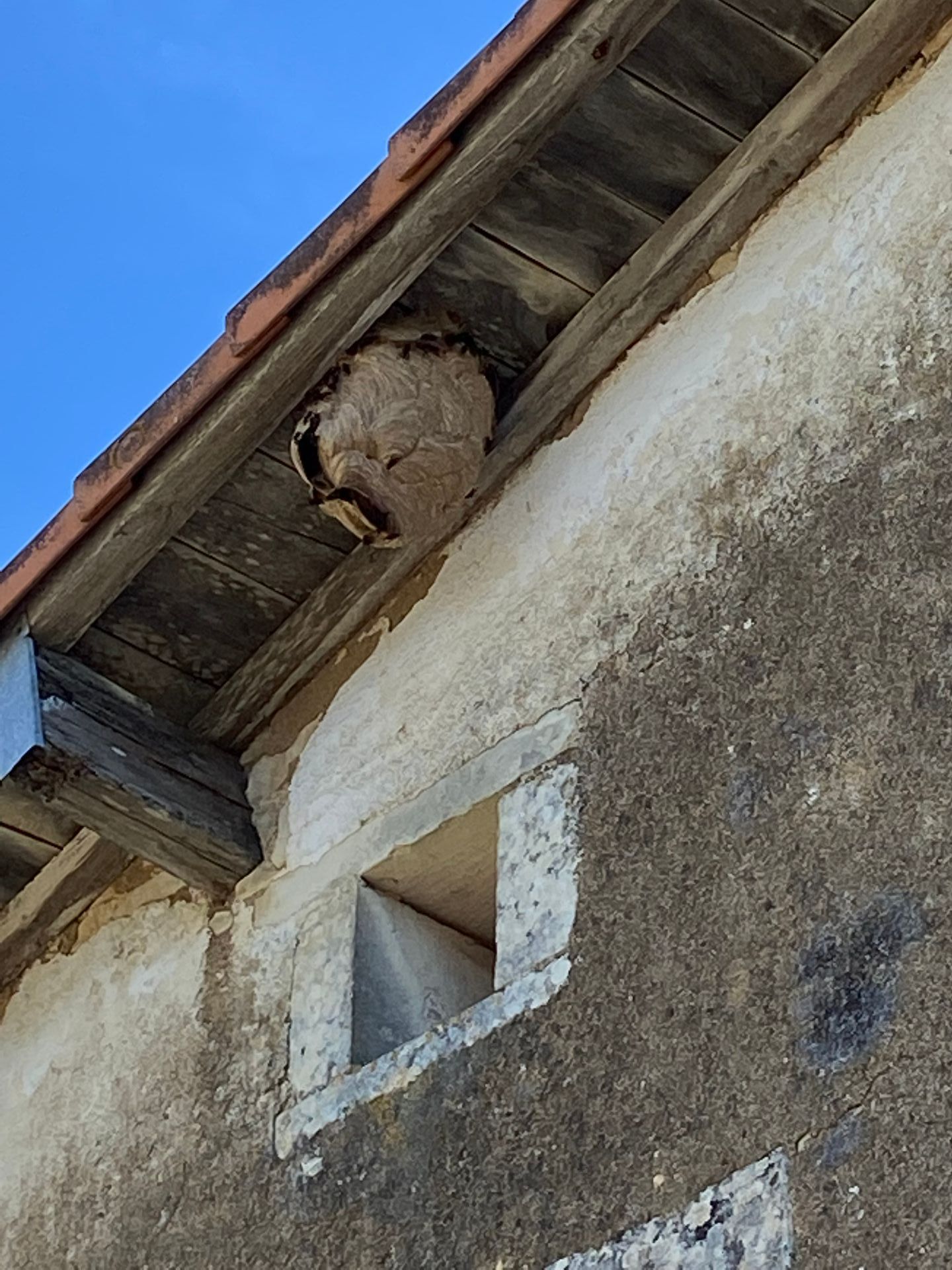 Nid niché sous un toit vue de dessous