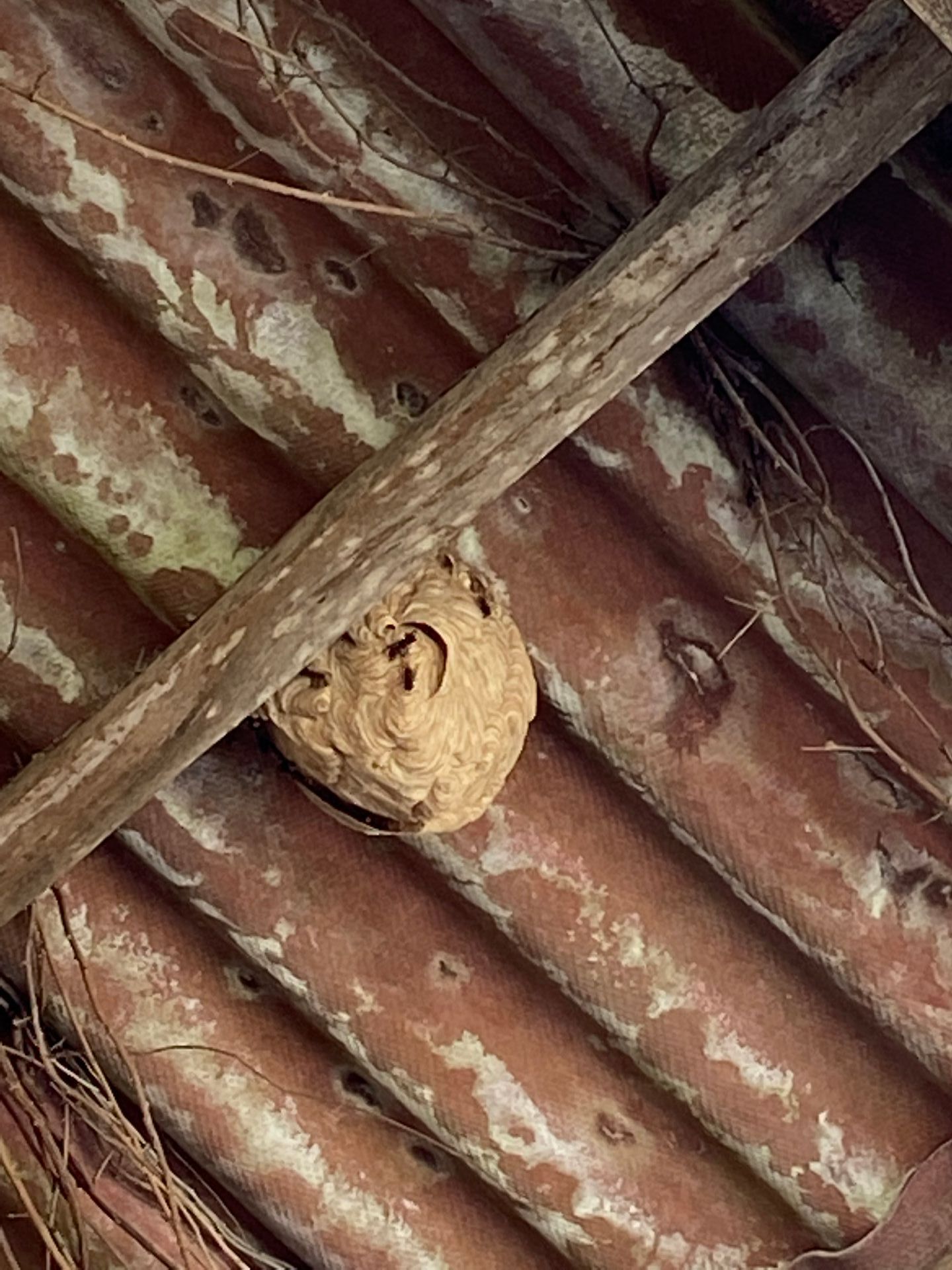 Nid niché près de tuiles