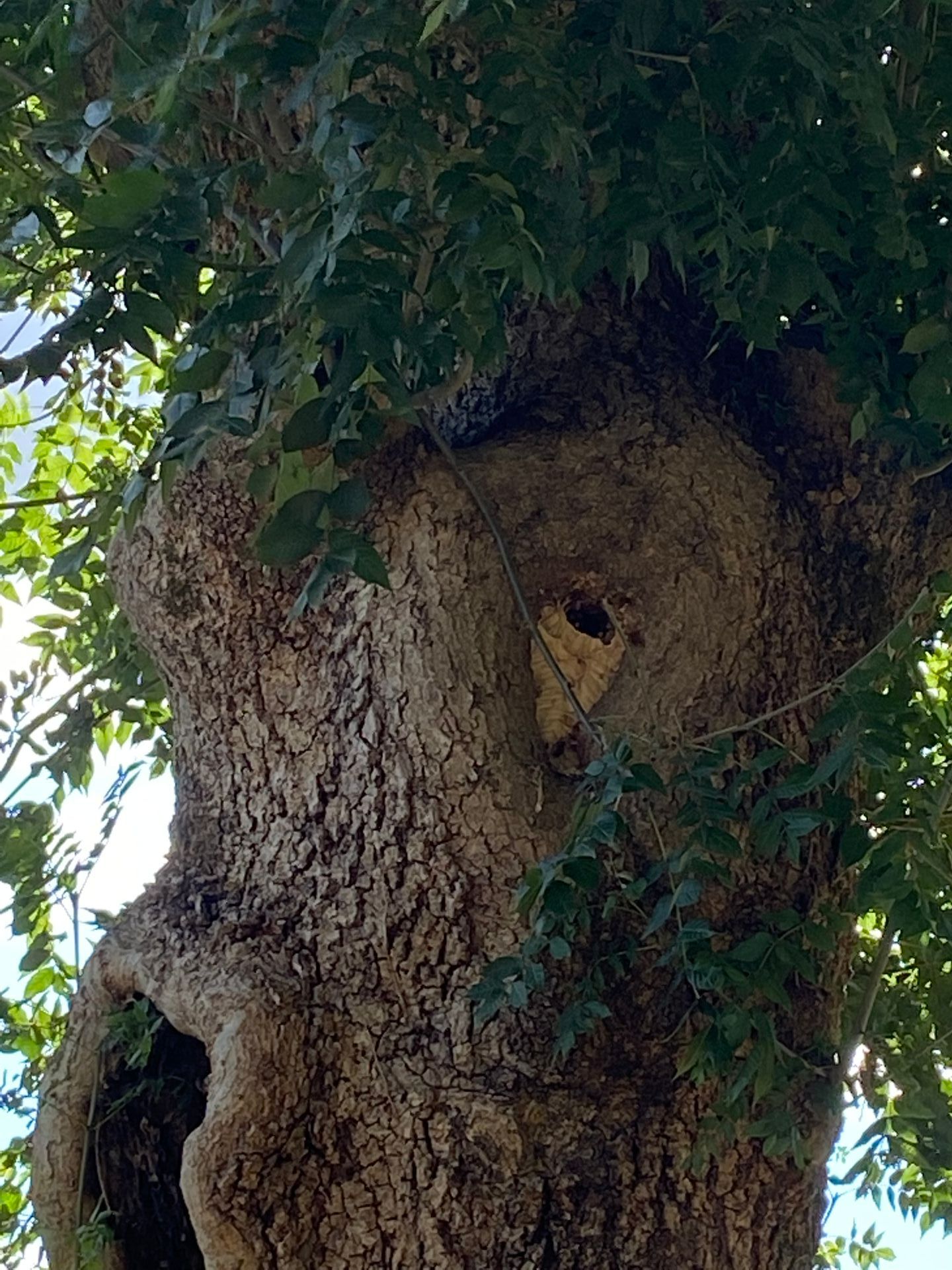 Nid installé à l'intérieur d'un arbre