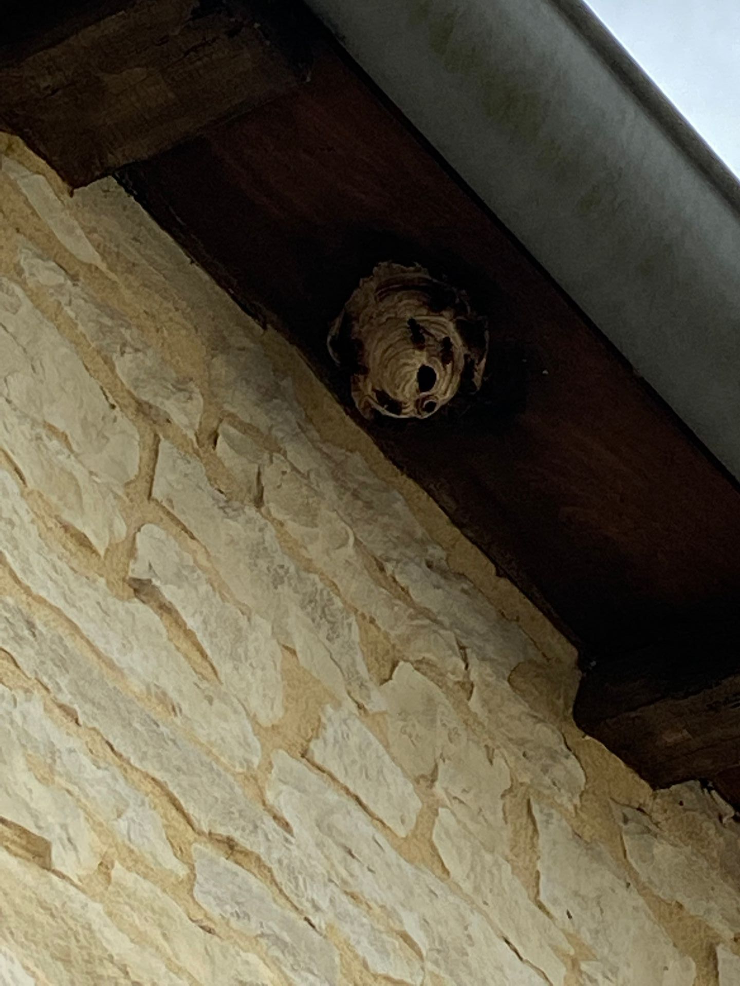 Nid installé près d'un mur