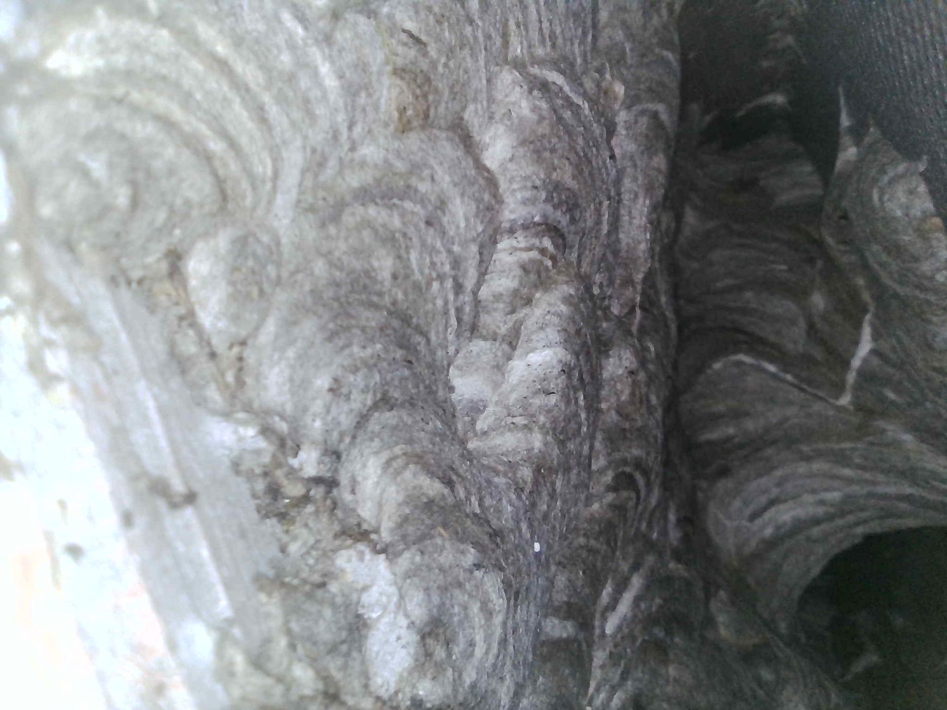 Nid installé dans un grenier