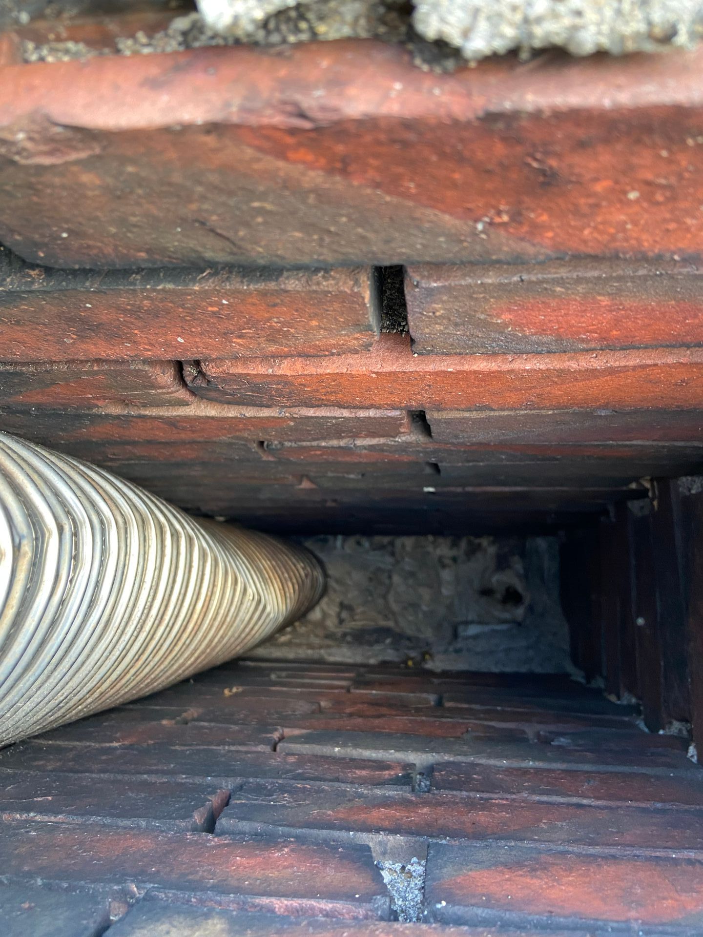 Insectes cachés dans de la laine de verre
